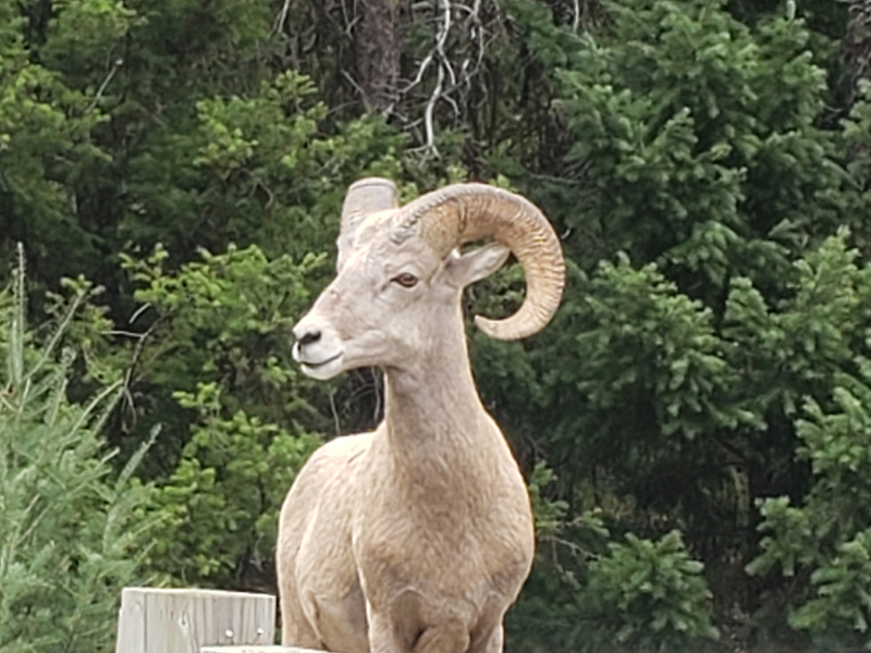 Sula