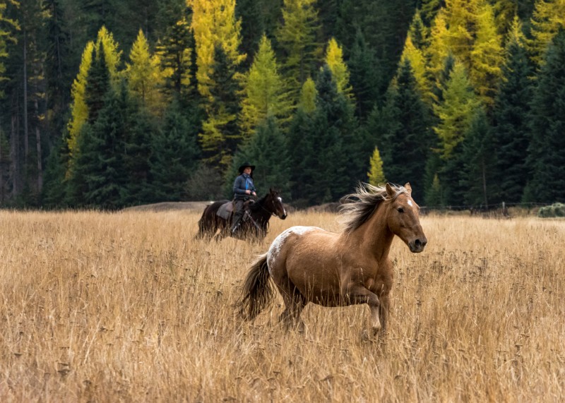 Horse Without Rider Running